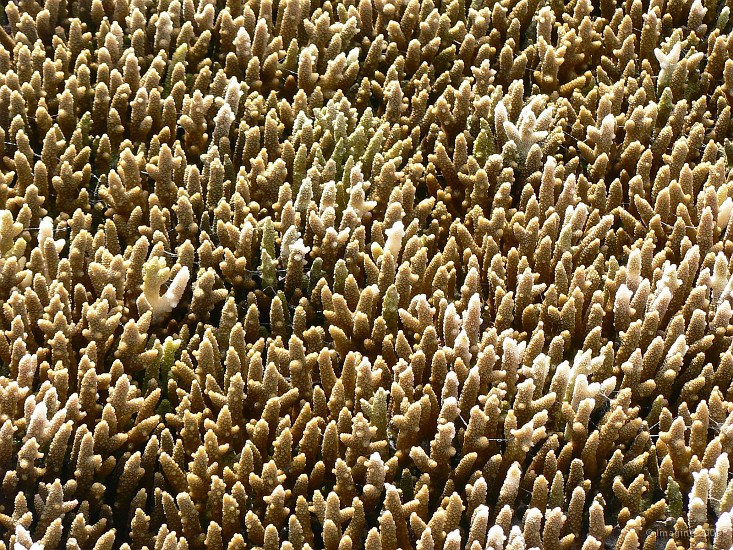 59- Corail devouvert a maree basse.JPG